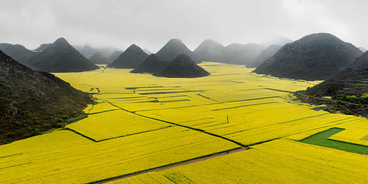 Canola-flower-fields-Yunnan