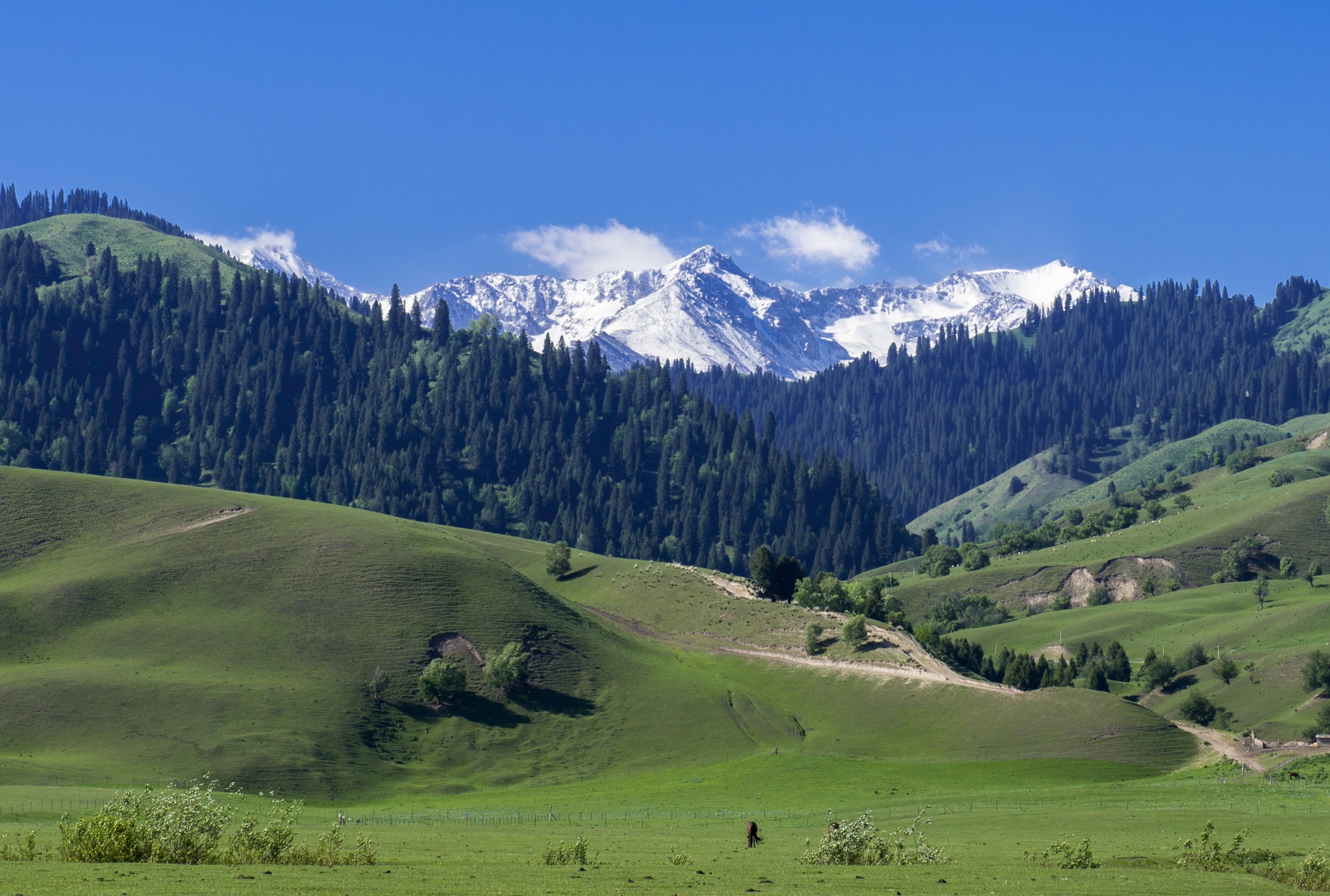 Nalati-Grassland-Xinjiang