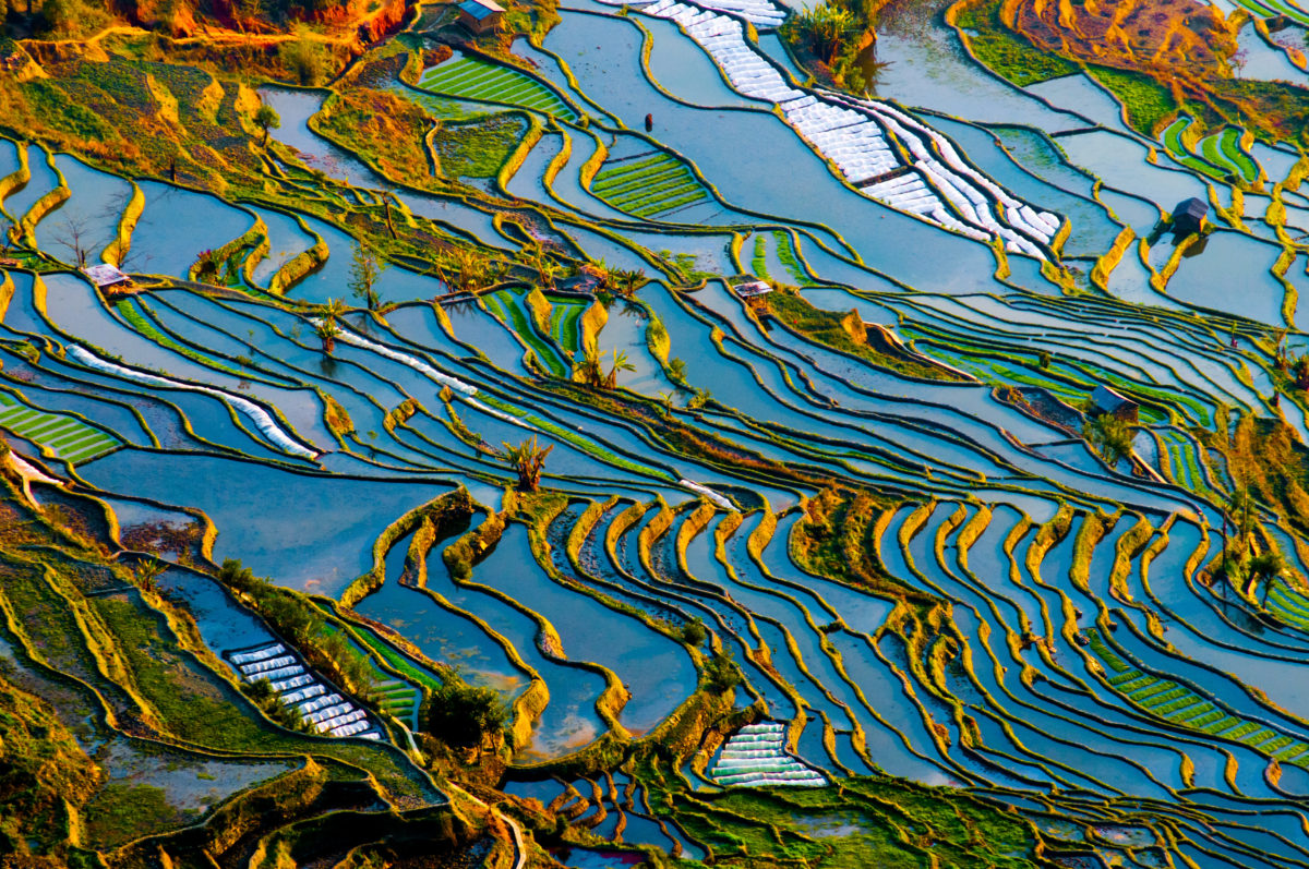 rice-terrace-longi