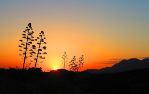 7 Tips to Create Stunning Silhouettes